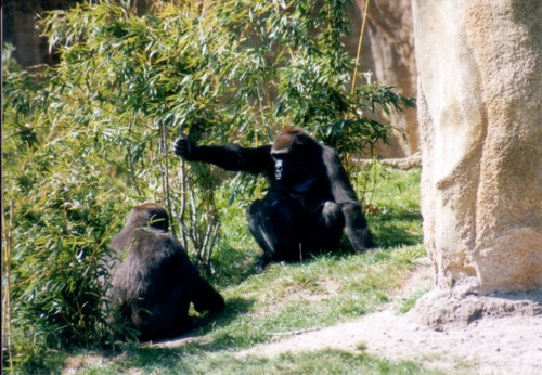 Gorillas