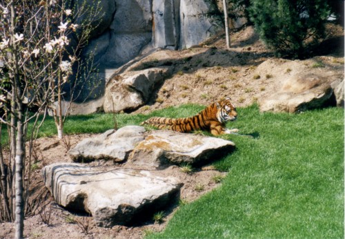 Tiger_liegend