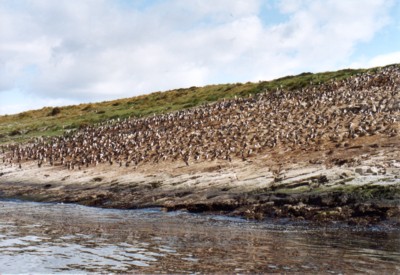 Kormoran-Siedlung (50 mm))