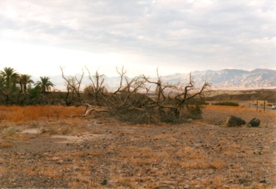 death_valley_oase_rand