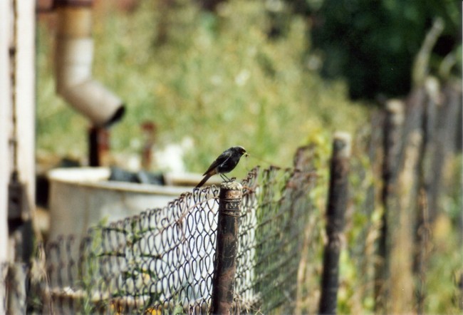 Gartenrotschwanz_mnnlich