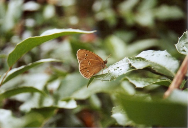 Schmetterling