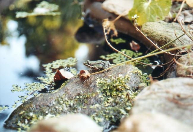 Teichfrosch