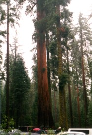 yosemite_nationalpark